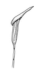 Leratia obtusifolia, capsule with calyptra, moist.
 Image: R.C. Wagstaff © All rights reserved. Redrawn with permission from Lewinsky (1990). 